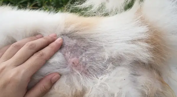 Hand streichelt Hund mit kahlen Stellen und Hautirritationen, Anzeichen von Hund Haarausfall.