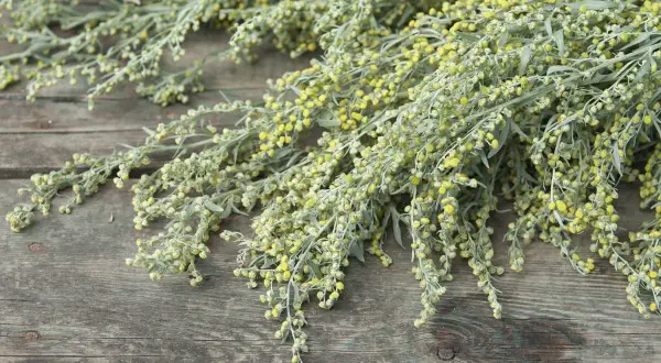 Büschel von Beifuß mit kleinen gelben Blüten auf verwittertem Holz. Die Wermut Wirkung ist vielfältig, von verdauungsfördernd bis entzündungshemmend.