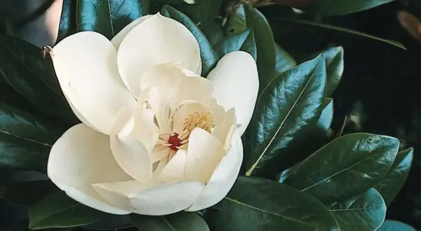 Piękna, kremowa magnolia zimozielona rozkwita wśród ciemnozielonych, błyszczących liści.