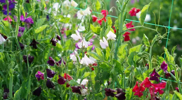En frodig rabatt med luktärter i olika färger, som en vacker april månadsblomma. Vattenpärlor glänser på blommorna.