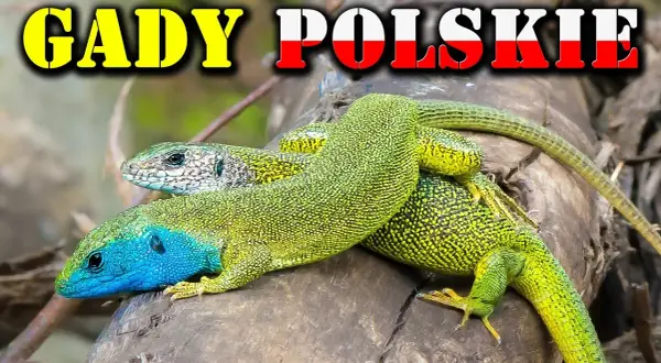 Jaszczurka gad czy płaz? Odkryj kluczowe różnice między nimi