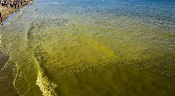 Żółte, mętniejące fale Bałtyku, plaża pełna ludzi. Sinice w wodzie.