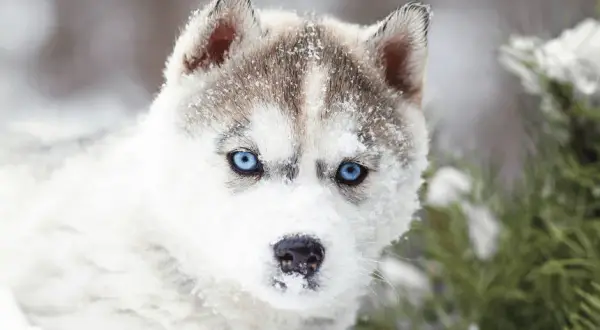 Ile dziennie je husky? Odkryj idealną dawkę karmy dla psa