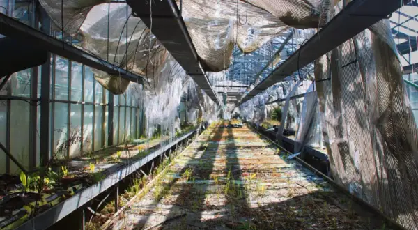 Intérieur d'une serre abandonnée, idéale pour des urbex tours. Le toit déchiré laisse passer la lumière sur les débris et la végétation sauvage.