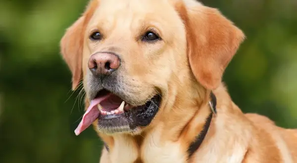 Zastanawiasz się, czy pies może jeść jogurt naturalny? Ten uroczy labrador z pewnością by się ucieszył z takiej przekąski!