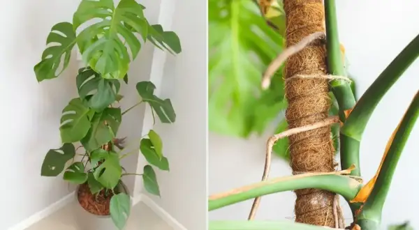 Monstera z korzeniami powietrznymi owiniętymi wokół palika kokosowego.