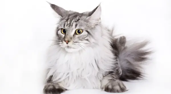 Majestatyczny maine coon masa, z puszystą grzywą i przenikliwymi, żółtymi oczami, leży na białym tle.
