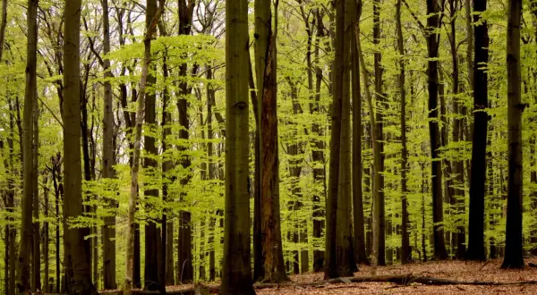 Mroczny, gęsty las murckowski, gdzie młode, zielone liście drzew tworzą świetlisty baldachim nad ścieżką usłaną opadłymi liśćmi.