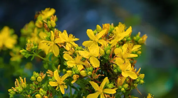Ein Strauß leuchtend gelber Johanniskrautblüten. Manche berichten von Johanniskraut und Gewichtszunahme, doch diese Blüten sind ein Symbol für die Kraft der Natur.