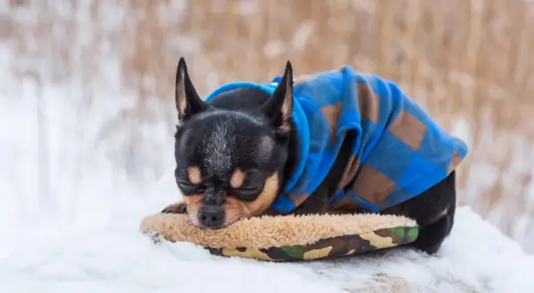 Chihuahua con abrigo azul a cuadros duerme en la nieve. ¿Como saber si mi perro tiene frío? Observa si tiembla o busca calor.