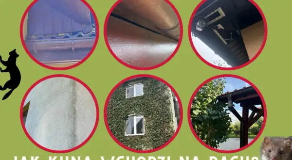 Kuny wchodzą na dach przez rynny i elewację. Zobacz, jak to robią, by wiedzieć, co na kuny zastosować.