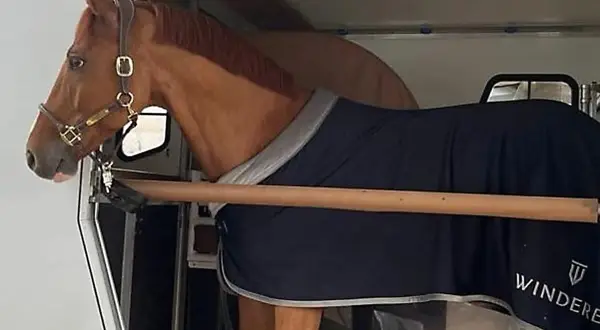 Kasztanowy koń w derce czeka na transport. Wygodnie w przyczepie, gotowy do podróży.
