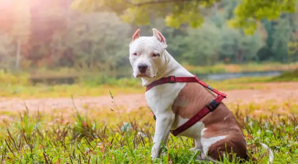 Amstaff w czerwonej uprzęży siedzi na trawie. Wskazówki jak wytresować amstaffa.