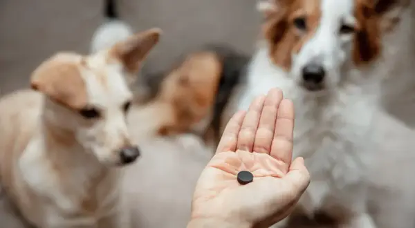 Hand hält Kohletablette für Hunde. Die richtige kohletabletten huhn dosierung ist wichtig für die Gesundheit.