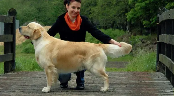 Czy golden retriever się strzyże? Odkryj prawdę o pielęgnacji sierści