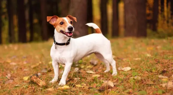 Wesoły jack russell terrier w jesiennym lesie, gotowy do zabawy.