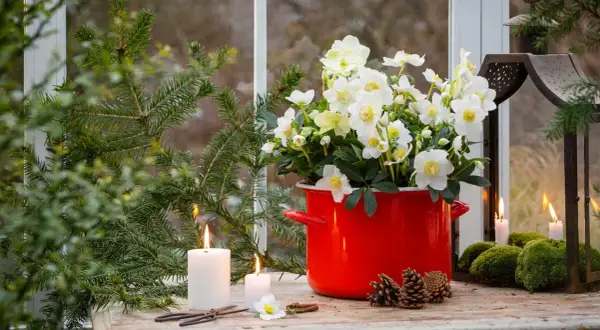 En vacker julros utomhus i en röd kruka, omgiven av granris, ljus och kottar. En mysig vinterscen.