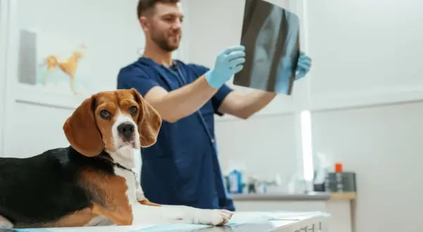 Ile zarabia weterynarz w Polsce? Od stażysty po właściciela kliniki.