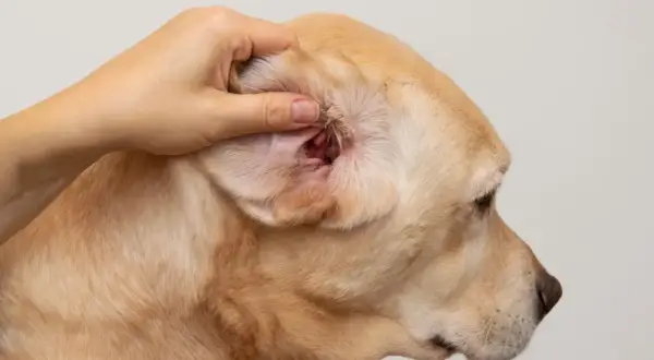 Dłoń bada zaczerwienione wnętrze ucha labradora, co może wskazywać na choroby uszu u psa.