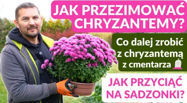 Jak wyhodować chryzantemy z cmentarza i zachować wspomnienia bliskich