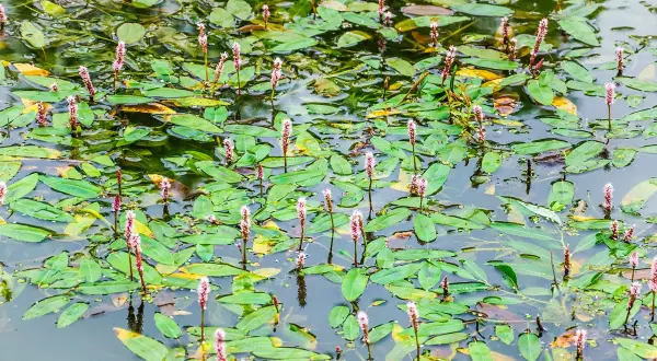 Un étang couvert de feuilles vertes et de longues tiges florales roses. Le potamot, avec ses fleurs délicates, prospère dans cette eau calme.