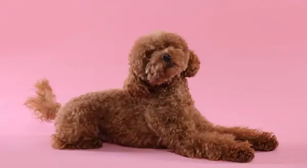 Un caniche toy marrón, uno de los tipos de caniche, descansa sobre un fondo rosa.