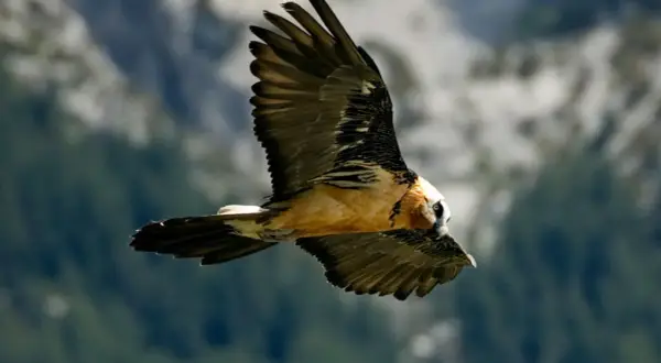 Un majestuoso quebrantahuesos surca los cielos de los Picos de Europa, con sus alas extendidas y su plumaje detallado.