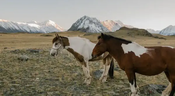 Dwa konie, jeden biało-brązowy, drugi kasztanowaty, pasą się na tle ośnieżonych gór. To wolne jak mustang konie.