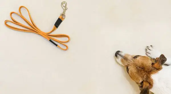Un perro mira una correa naranja, mostrando diferentes tipos de correas para perros.
