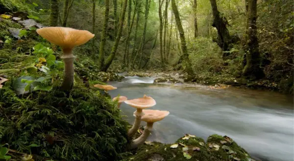 Hongos luminosos crecen en las fragas do Eume, junto a un arroyo de aguas rápidas.