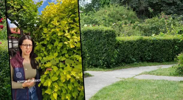 Kobieta w okularach stoi obok bujnego, żółtozielonego żywopłotu. W tle widać starannie przycięty, ciemnozielony żywopłot.