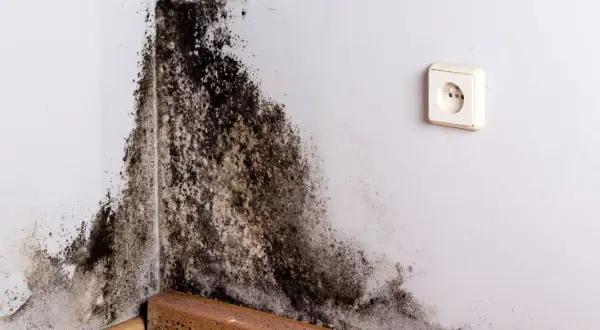 Coin de mur blanc envahi par une moisissure noire et brune. Le bois de la plinthe est également atteint.