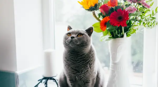 En grå, fluffig fredskalla katt sitter vid ett fönster bredvid en vas med färgglada blommor.