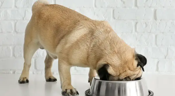 Mops je z zagnaniem w misce. Czy tłuszcz z kurczaka uczula psa? To pytanie nurtuje wielu właścicieli.