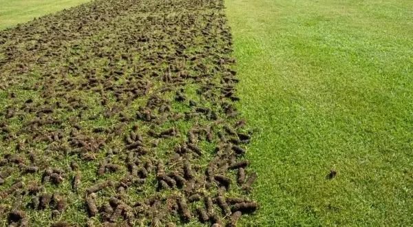 Trawnik po aeracji, z widocznymi wyciętymi fragmentami darni, które poprawią jego kondycję.