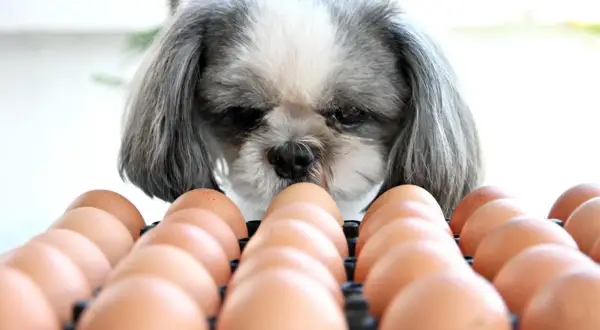 Un perro Shih Tzu mira con curiosidad una bandeja de huevos, demostrando que los perros pueden comer huevo.