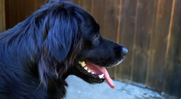 Czarny golden retriever z językiem na wierzchu, zrelaksowany, na tle drewnianego płotu.