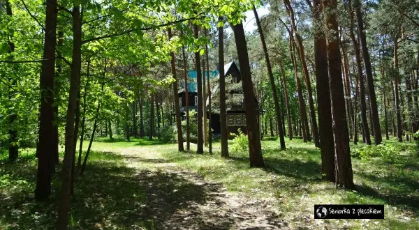 Ścieżka przez las prowadzi do drewnianego domu w letnisku Żarki. Słońce przebija się przez liście, tworząc cienie na ziemi.