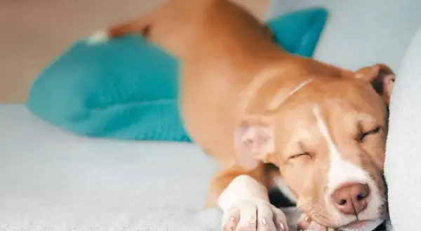 Un cachorro pitbull duerme plácidamente, mostrando sus tiernas patas y una de las muchas posturas dormir perro.