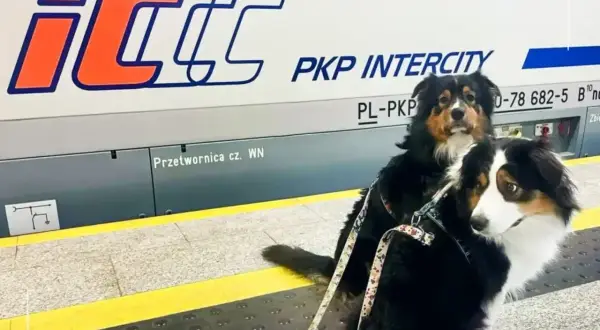 Dwa psy w pociągu PKP Intercity czekają na podróż.