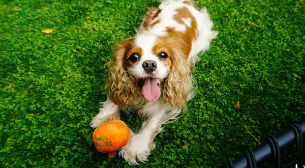 Uśmiechnięty cavalier spaniel leży na trawie obok pomarańczowej zabawki.