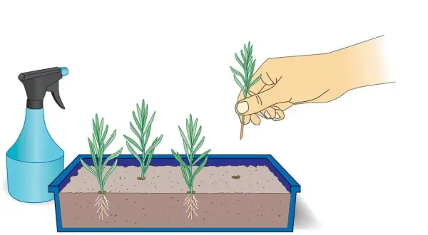 Hand pflanzt Lavendel Stecklinge in Erde. Sprühflasche daneben.