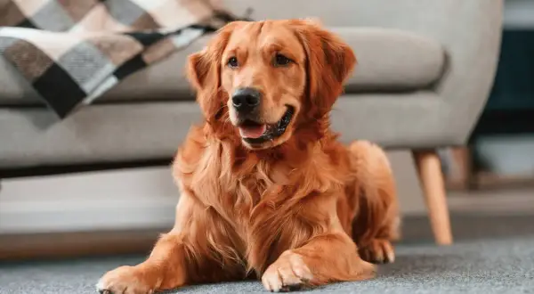 Złoty retriever leży na dywanie obok kanapy. Wskazówki, jak zostawić szczeniaka samego w domu, by czuł się bezpiecznie.
