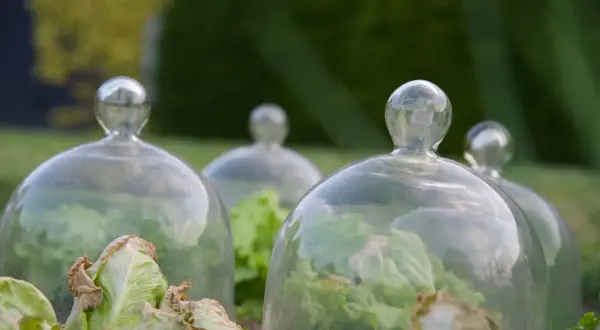 Salades protégées sous des cloches de verre, une solution anti limace naturel pour un potager sain.