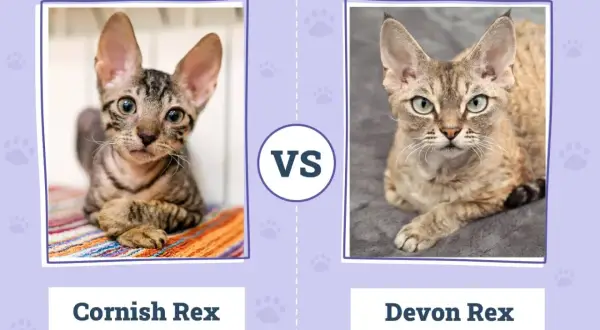 Devon Rex a Cornish Rex różnice - co musisz wiedzieć przed wyborem