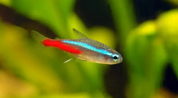 Un poisson néon, avec sa bande bleue électrique et sa queue rouge vif, nage dans un étang verdoyant.