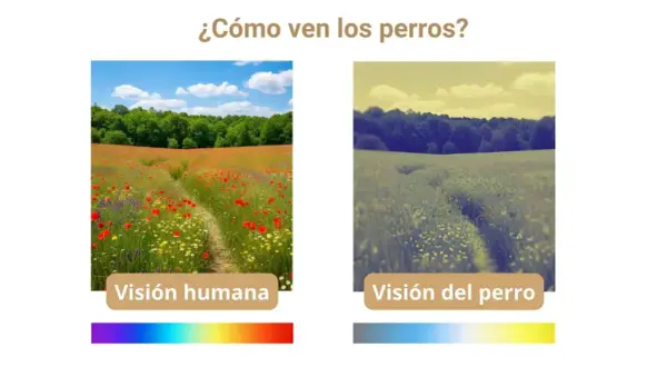 Comparación de la visión humana y canina. La imagen muestra un campo de flores visto por humanos con colores vibrantes y por perros con tonos más apagados, como ven los perros.