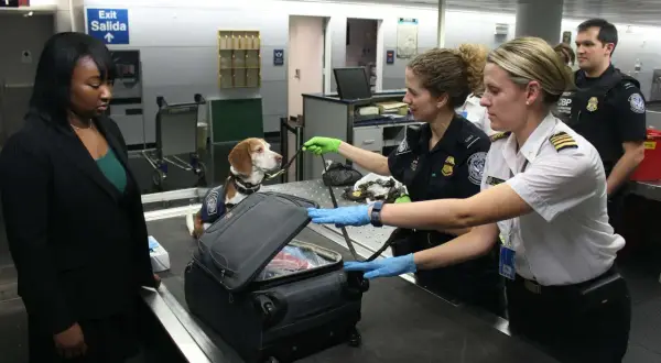 Na lotnisku, podczas kontroli bagażu, pies służbowy pomaga funkcjonariuszom. Kobieta z psem i walizką, funkcjonariusze CBP, sytuacja sugeruje odmowa wjazdu do USA na lotnisku.