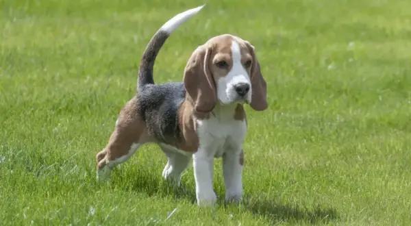 Ein Beagle-Welpe steht im Gras. Sein Schwanz ist erhoben, aber der Hund wedelt nicht mit Rute.