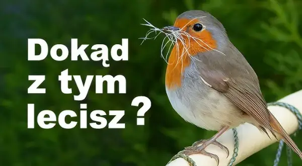 Ptaki bez gniazd: Poznaj sprytne strategie lęgowe i ich sekrety
